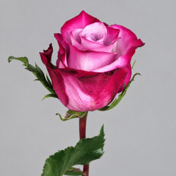 Фиолетовая роза Дип Пёрпл